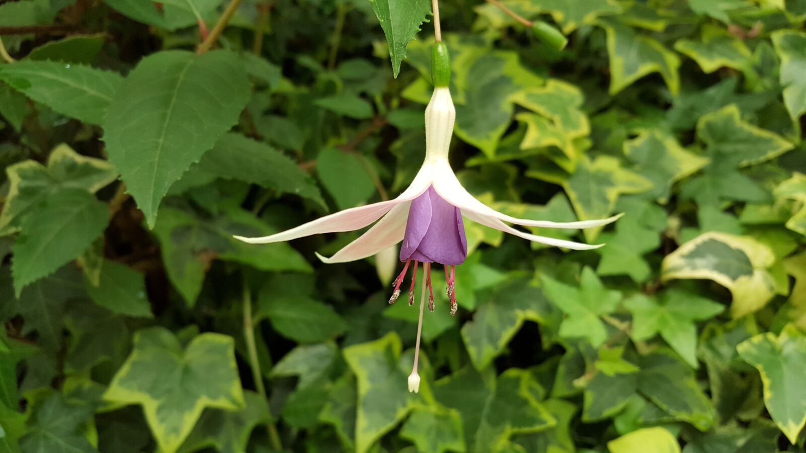 Samsung Galaxy Note5 sample photo. Hanging clock flower, spring photography