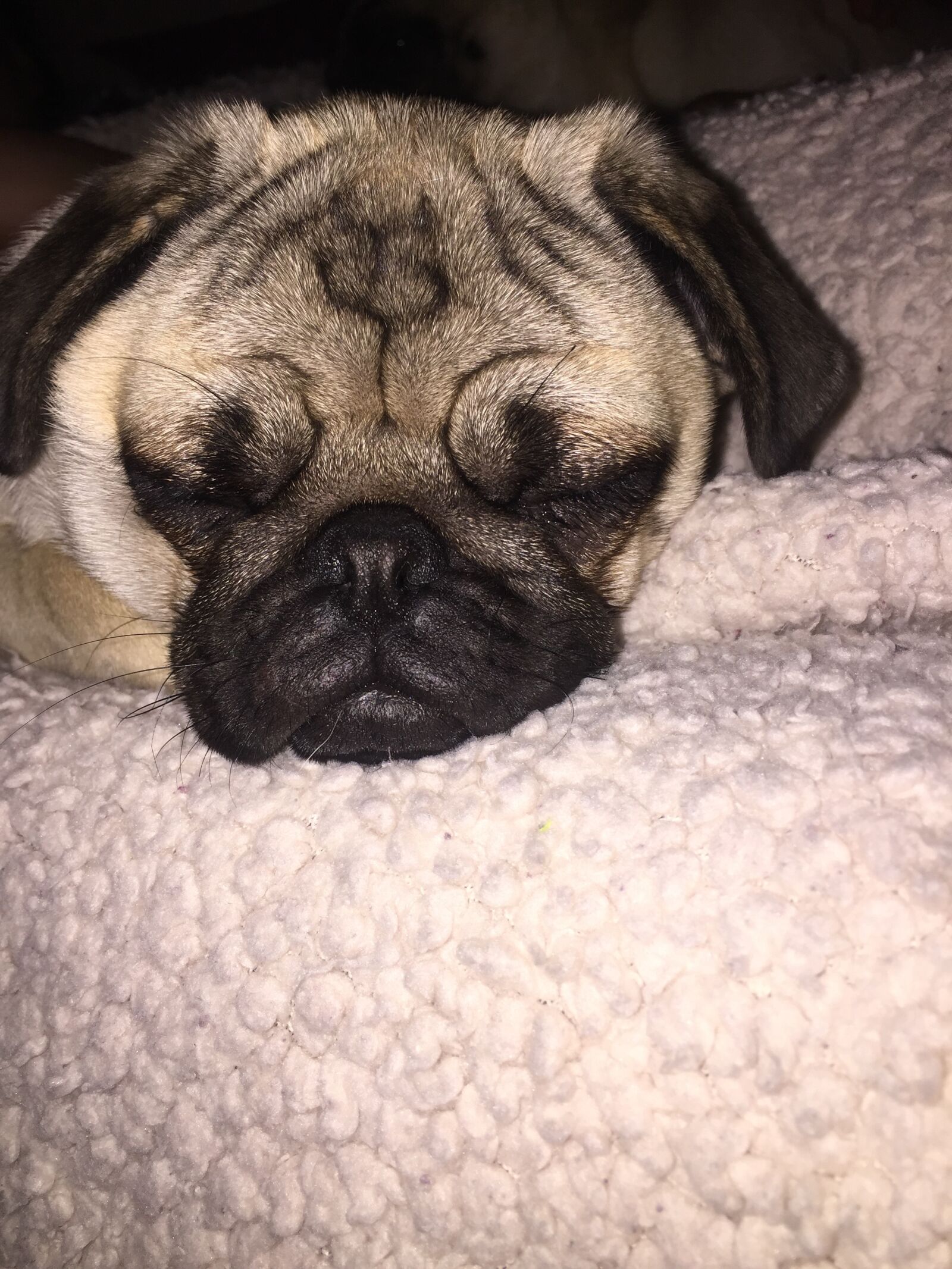 iPhone 6 Plus back camera 4.15mm f/2.2 sample photo. Sleep, pug photography