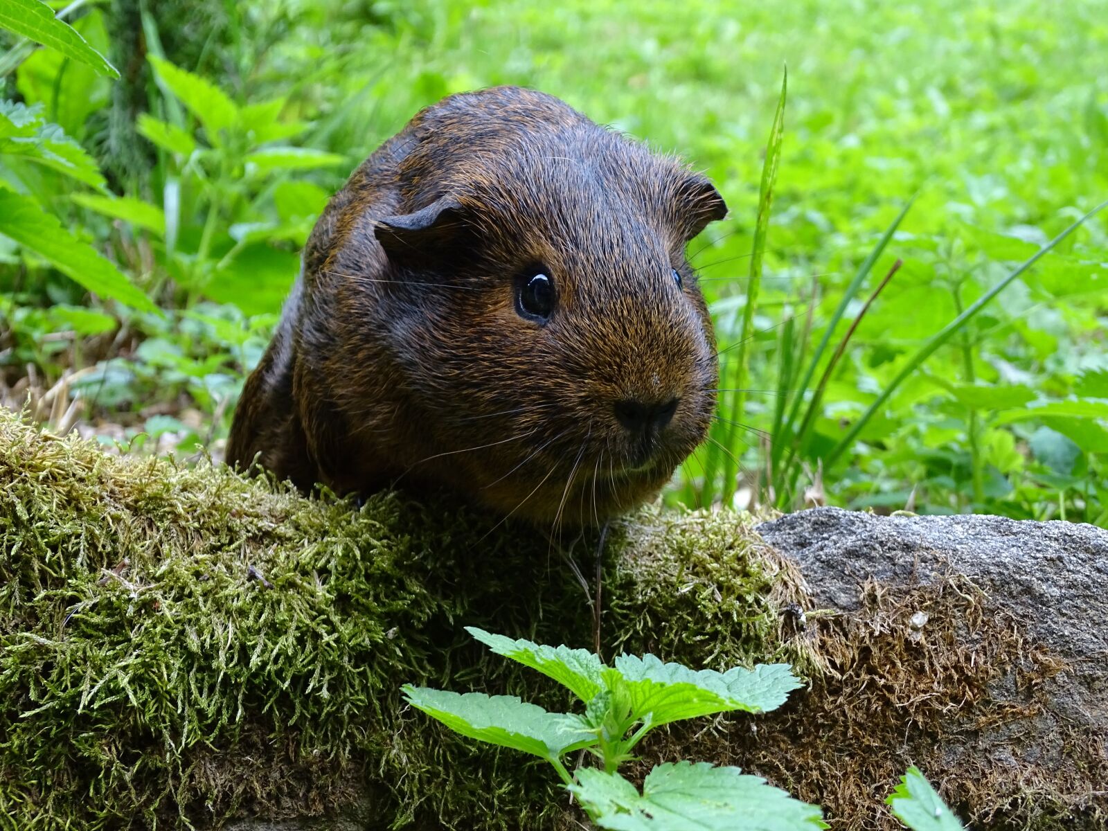 Sony Cyber-shot DSC-HX400V sample photo. Guinea-pig, mammal, agouti photography