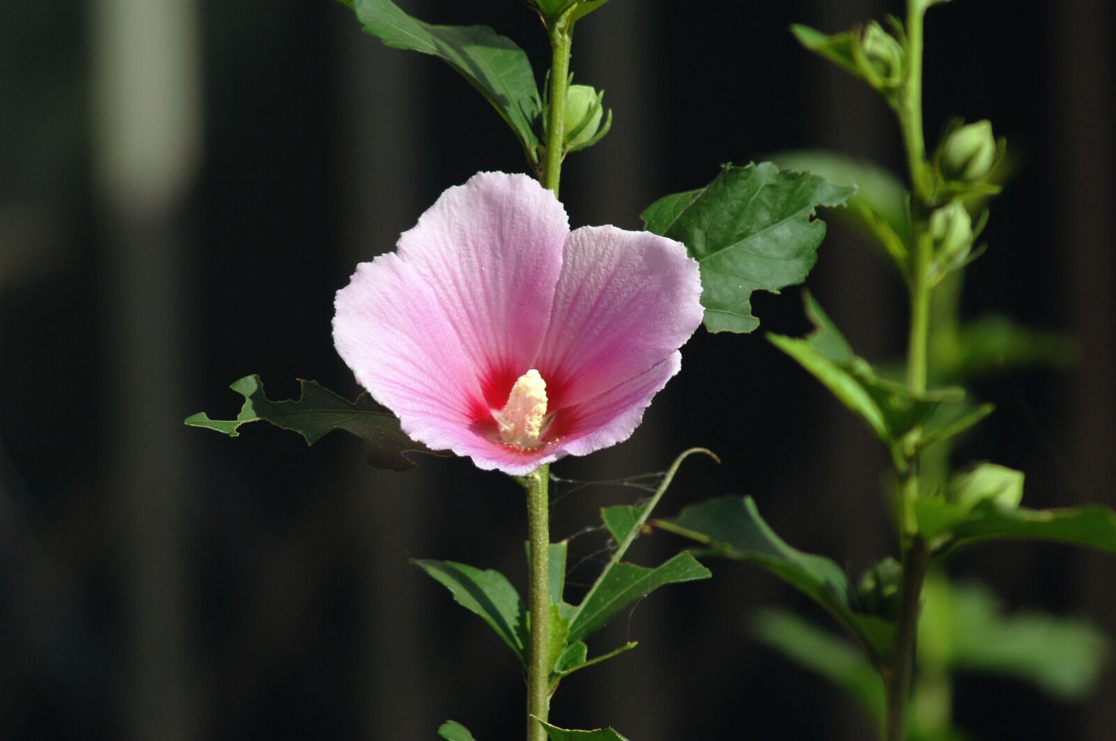 Nikon D2Xs sample photo. Hollyhock, pink, flowers photography