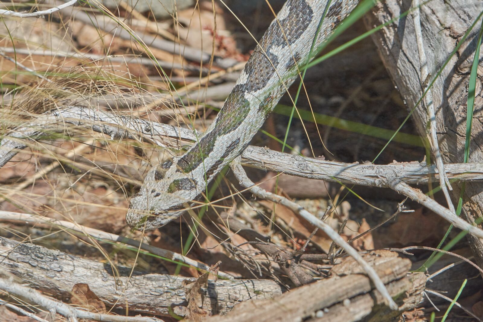 Nikon AF-S Nikkor 200-500mm F5.6E ED VR sample photo. Suggest, otter, lance photography