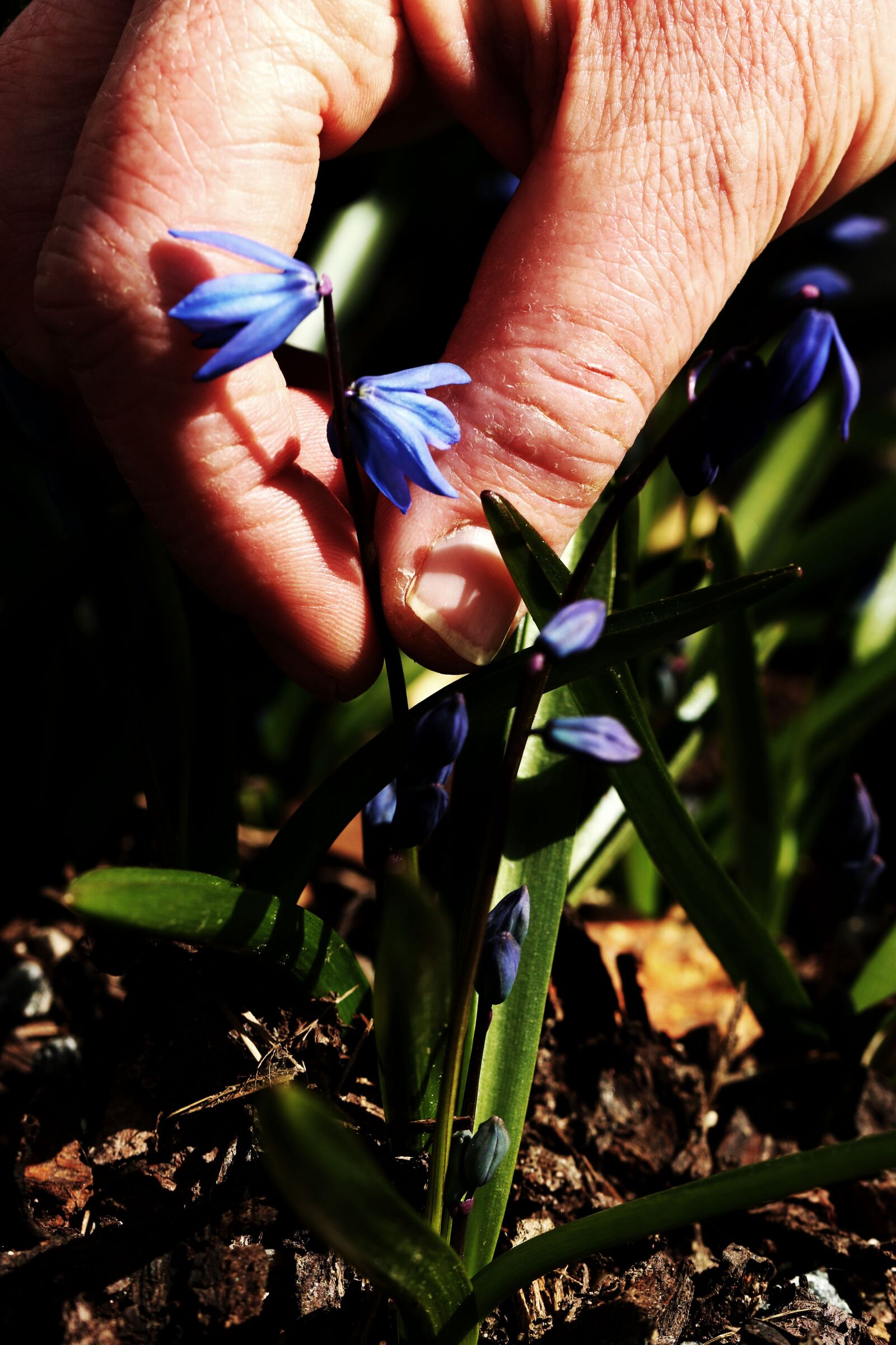 Canon EOS 7D Mark II sample photo. Nature, outdoors, flower photography