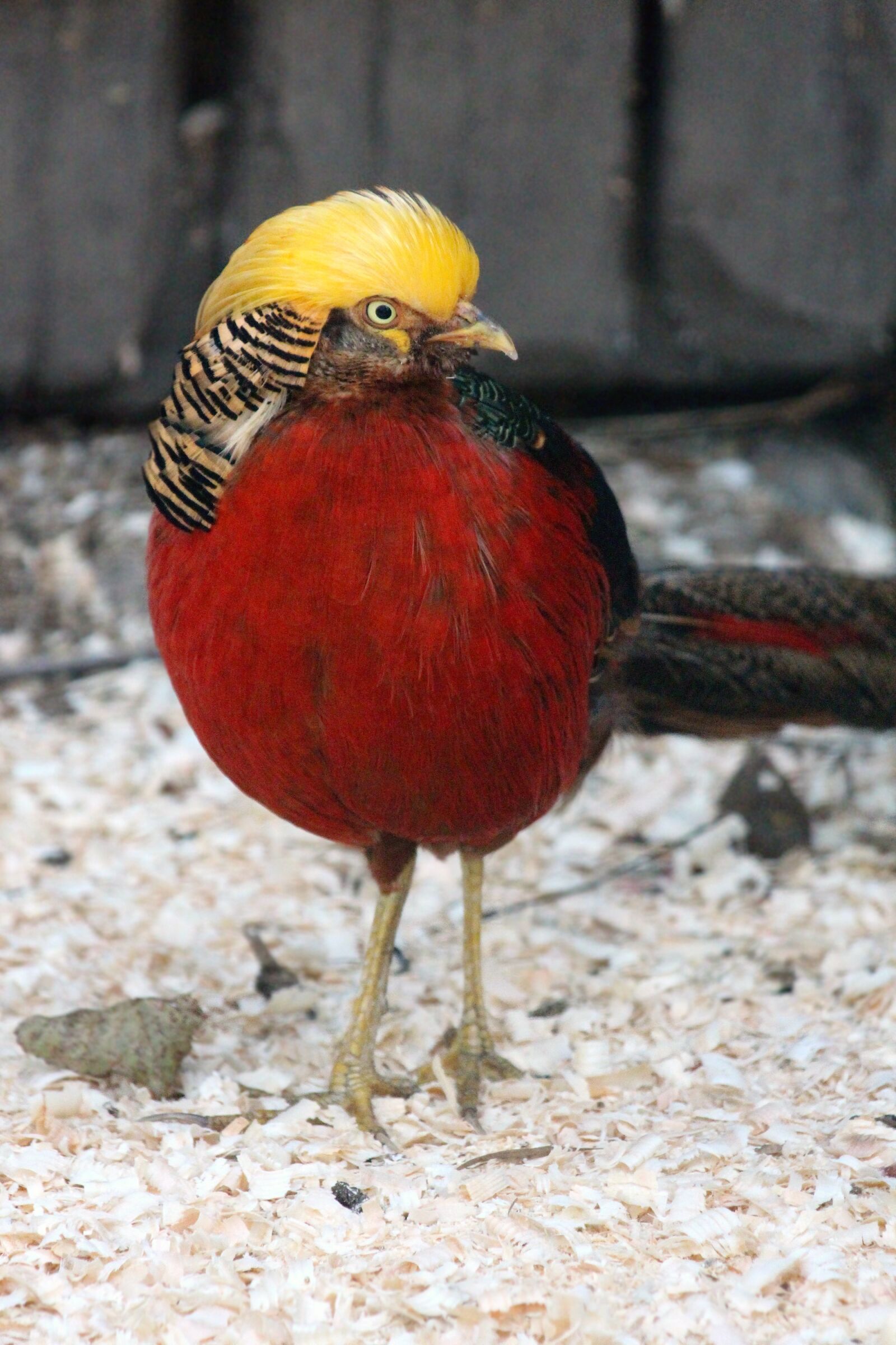 Canon EF 70-300mm F4-5.6 IS USM sample photo. Golden pheasant, chrysolophus pictus photography