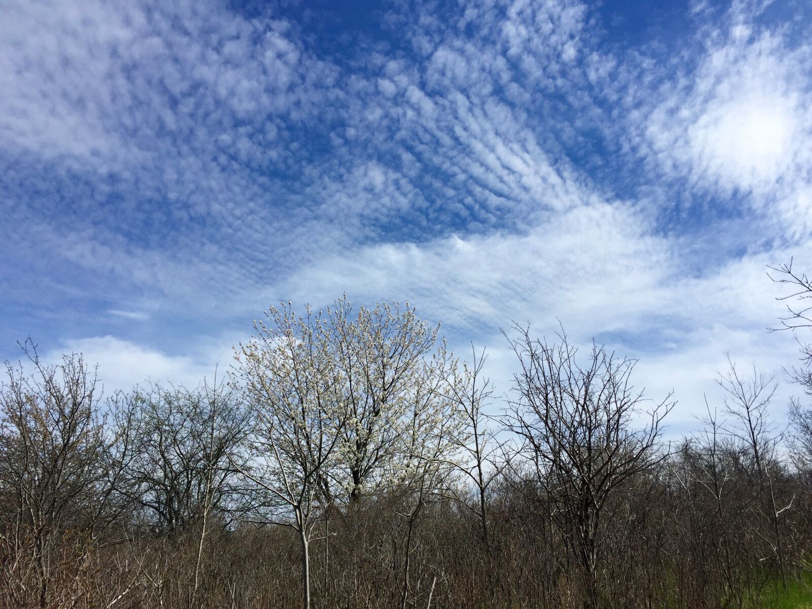 Apple iPhone 6 sample photo. Clouds, sky, cirrus photography