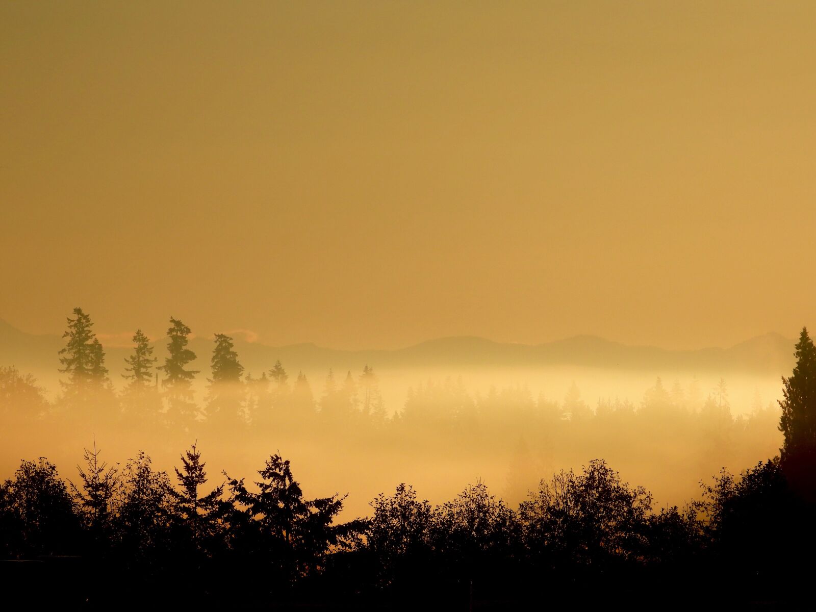 Nikon Coolpix P1000 sample photo. Fog, golden, trees photography