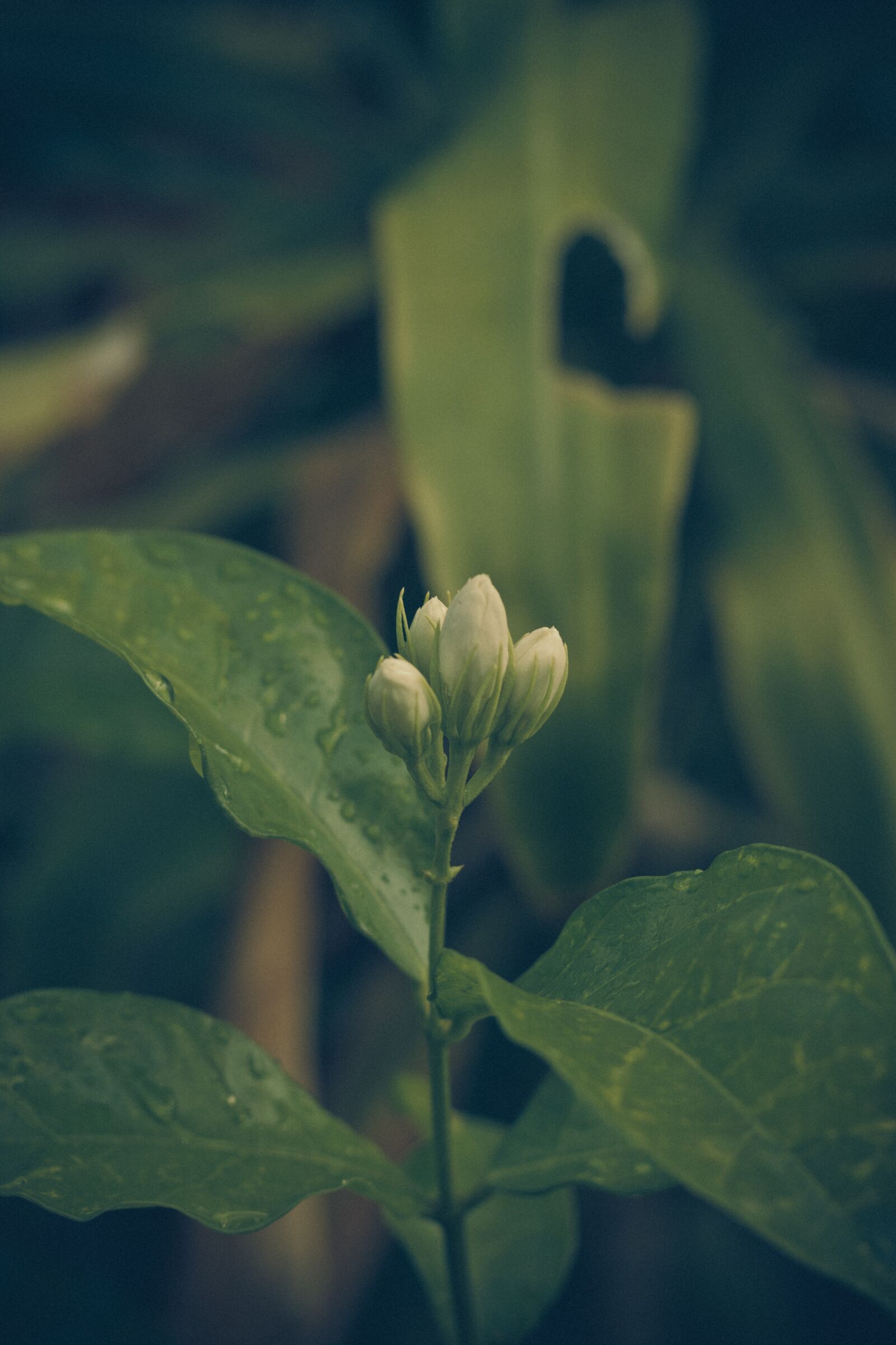 Canon EOS 700D (EOS Rebel T5i / EOS Kiss X7i) sample photo. Jasmine, flowers, nature photography