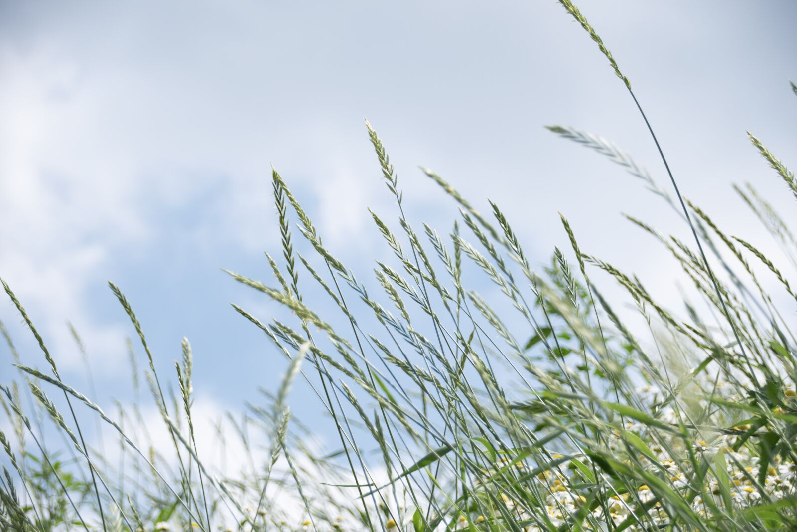 Nikon D5500 sample photo. Grass, meadow, rush photography