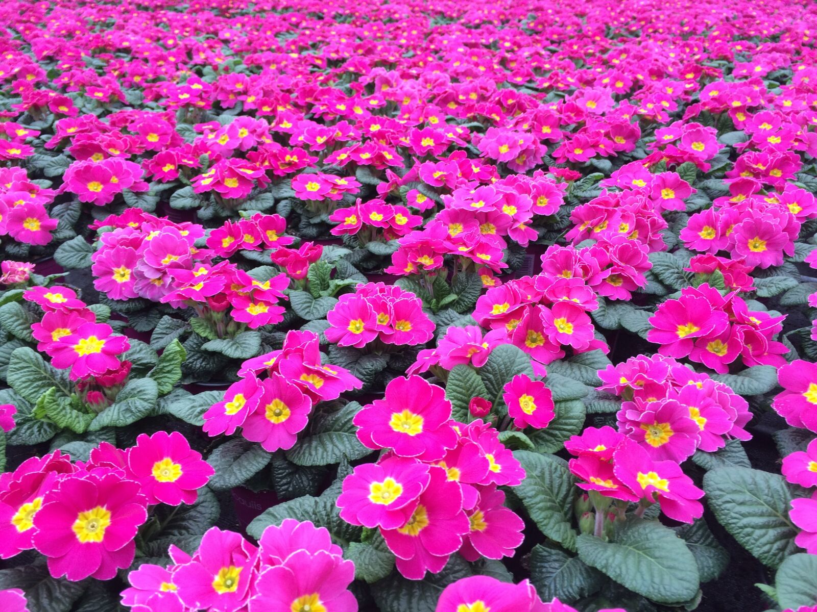 iPhone 5s back camera 4.15mm f/2.2 sample photo. Primrose, blossom, bloom photography