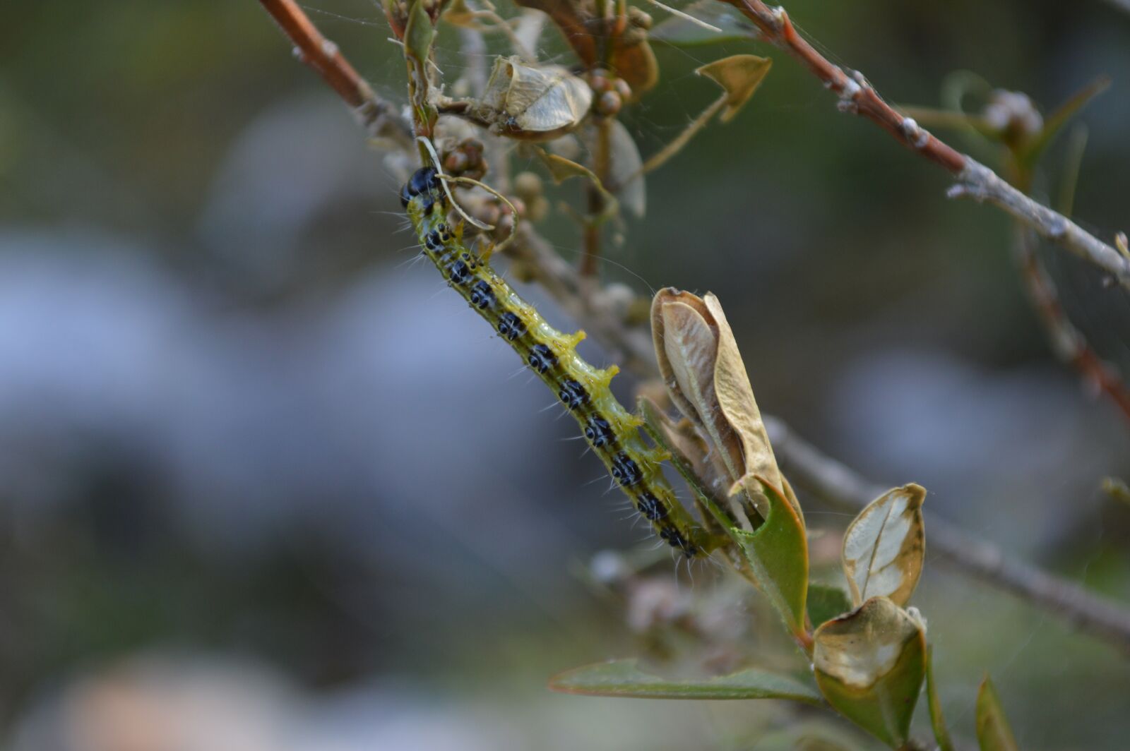 Nikon D3200 sample photo. Caterpillar, insect, nature photography