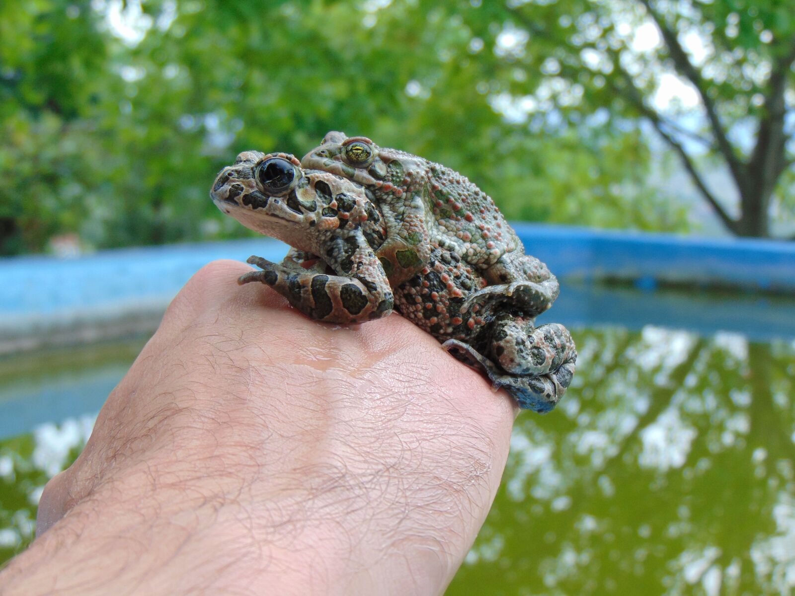 Sony Cyber-shot DSC-H300 sample photo. Frog, pool, green photography