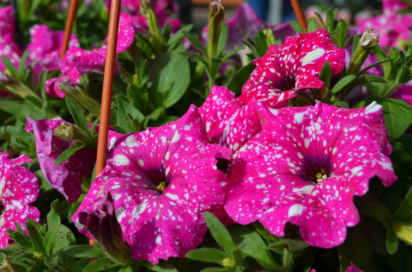 Nikon D7000 sample photo. Plant, flower, floral photography