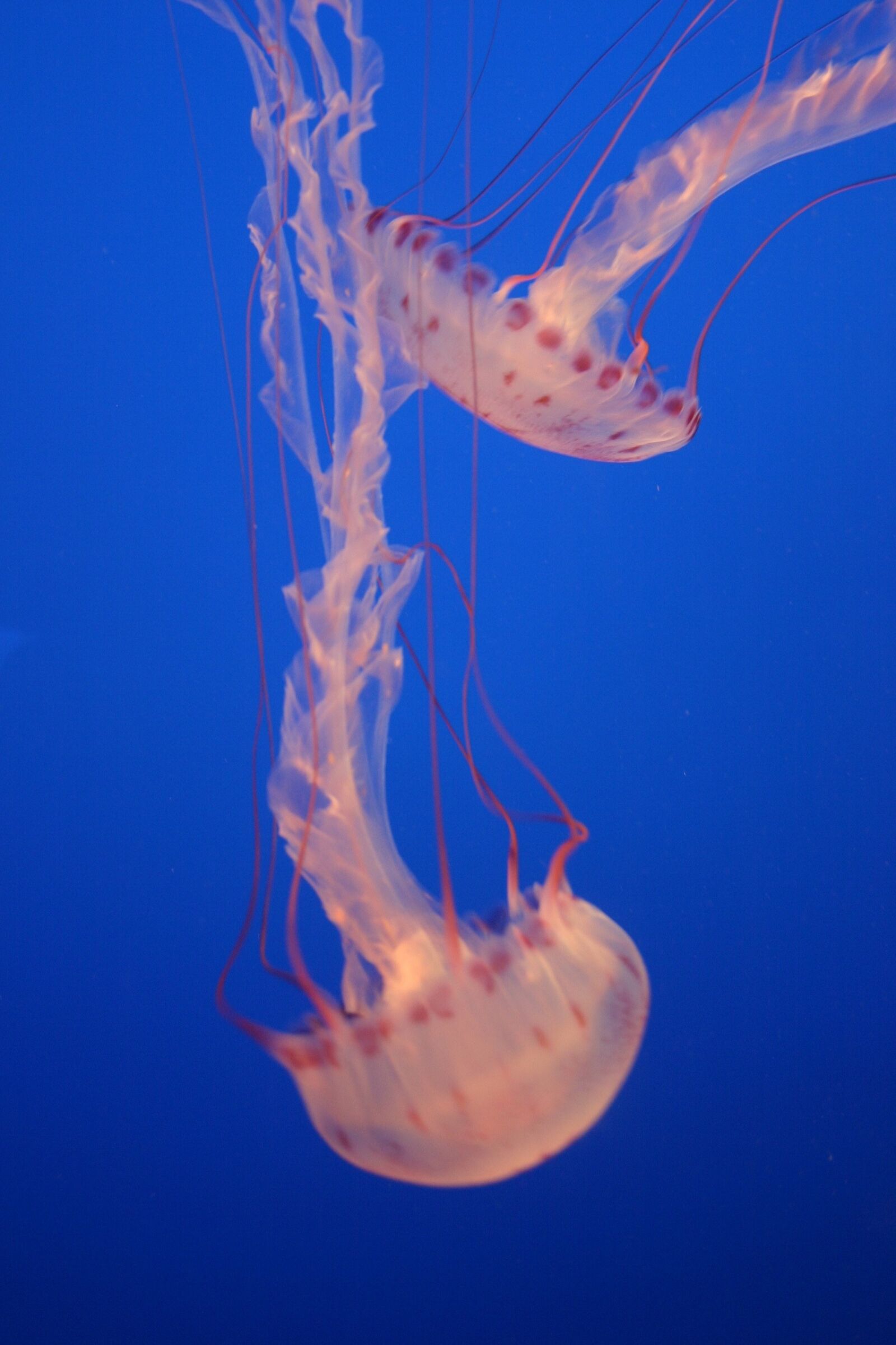 Canon EOS 300D (EOS Digital Rebel / EOS Kiss Digital) sample photo. Jellyfish, marine life, spotted photography