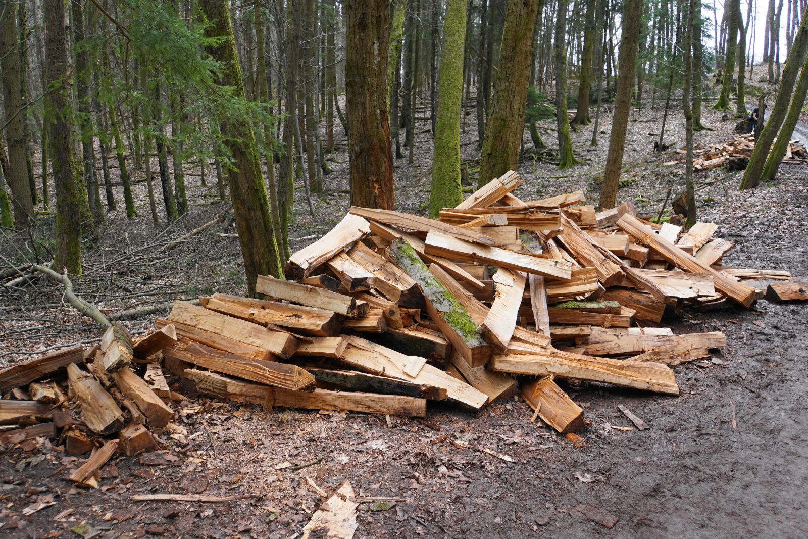 Sony a6000 sample photo. Firewood, wood, growing stock photography
