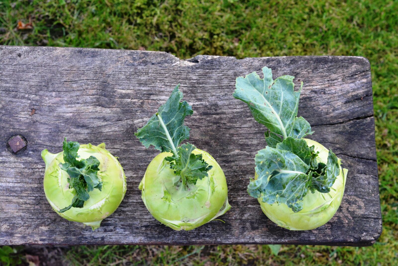 Nikon D5200 sample photo. Chinese cabbage ' kohlrabi photography