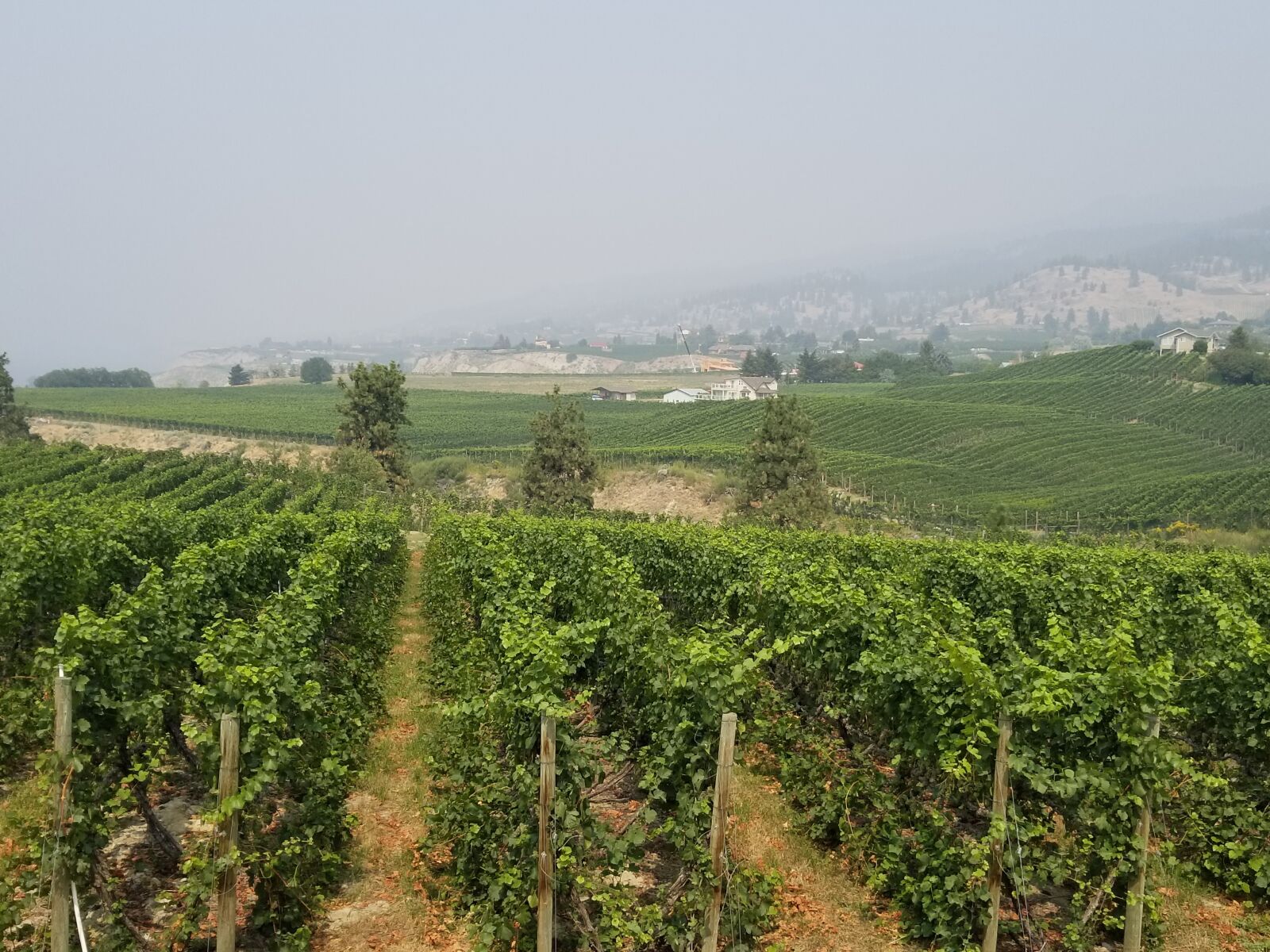 Samsung Galaxy S8+ sample photo. Penticton, canada, vineyard photography