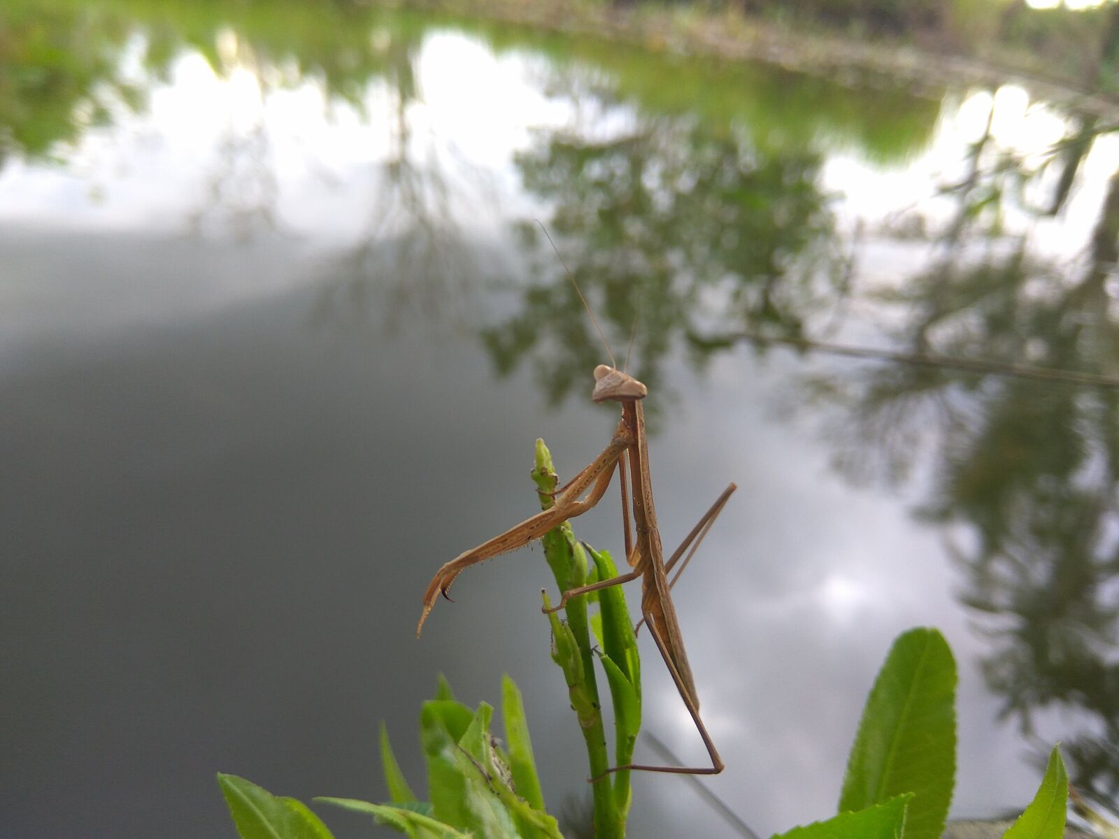 Xiaomi Redmi Note 3 sample photo. Animals, water, plants photography