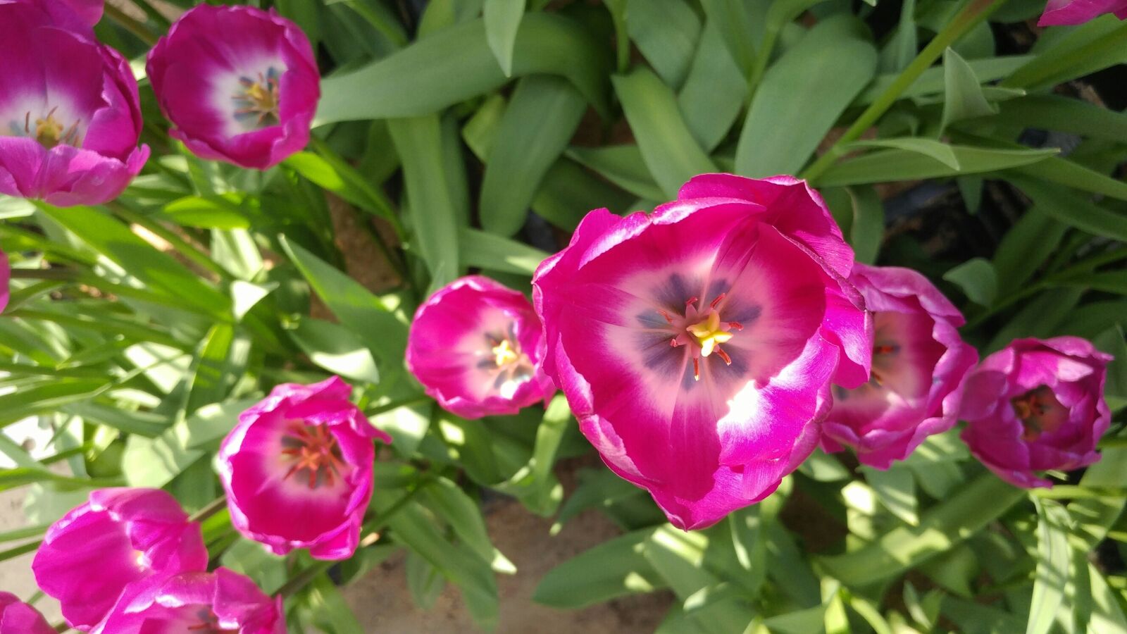 LG G5 sample photo. Tulip, spring flowers, flower photography