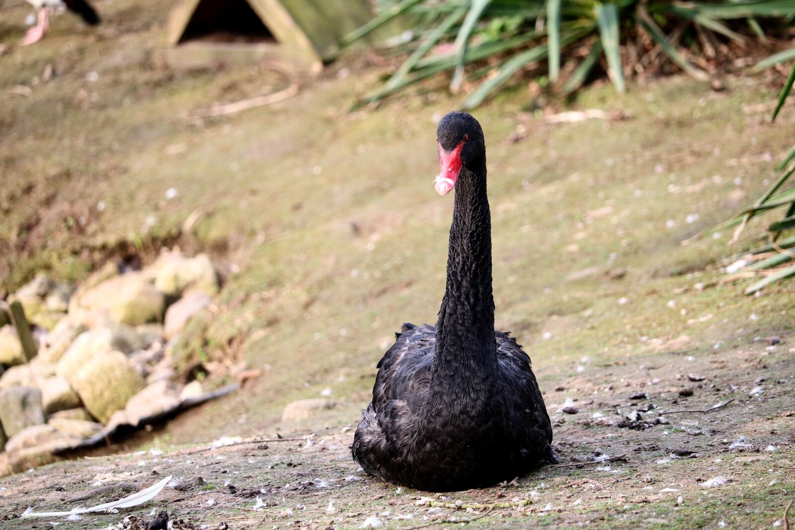 Canon EOS 750D (EOS Rebel T6i / EOS Kiss X8i) sample photo. Nature, animal, bird photography