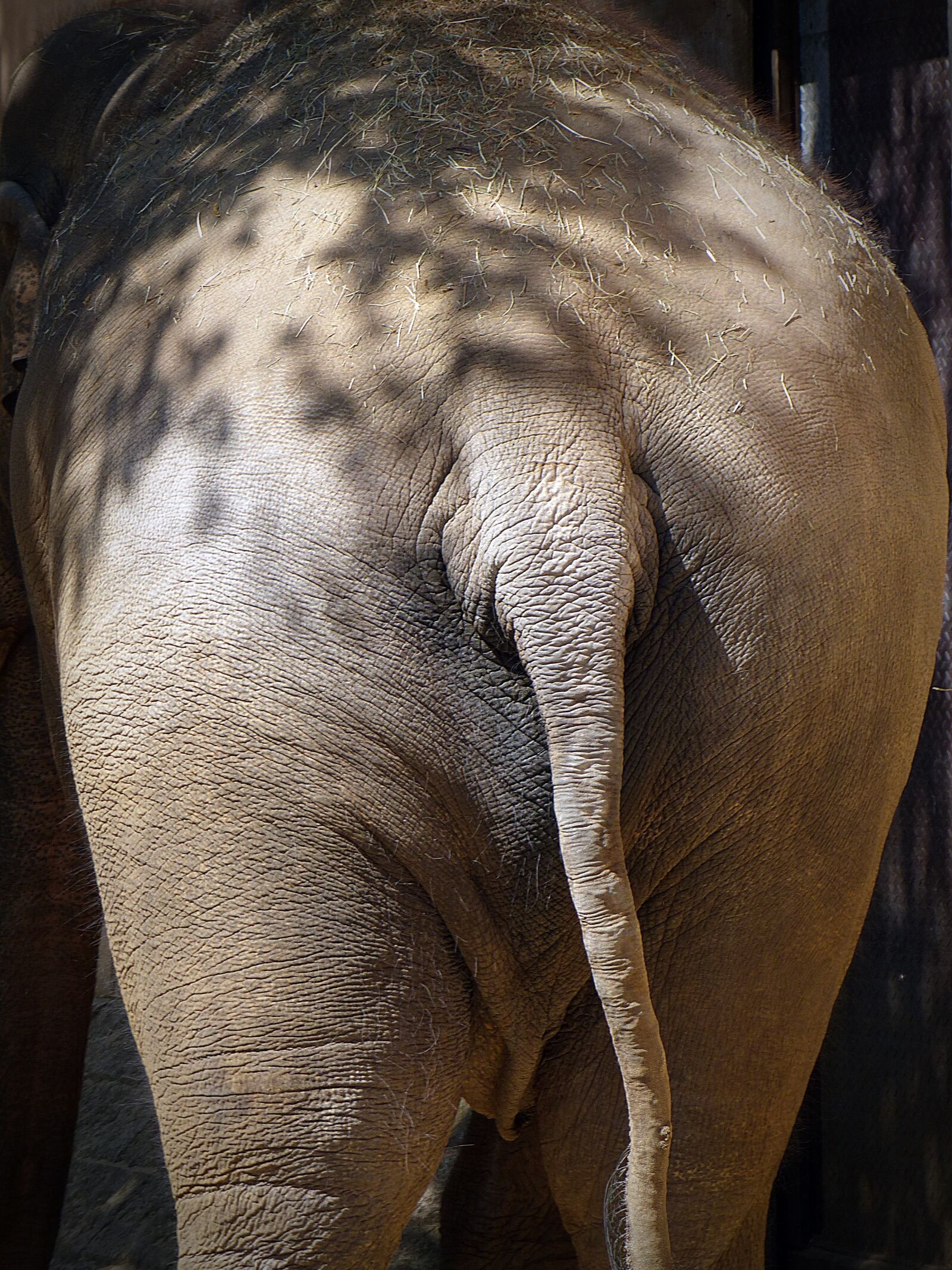 Panasonic Lumix DMC-FZ200 sample photo. Elephant, rump, pachyderm photography