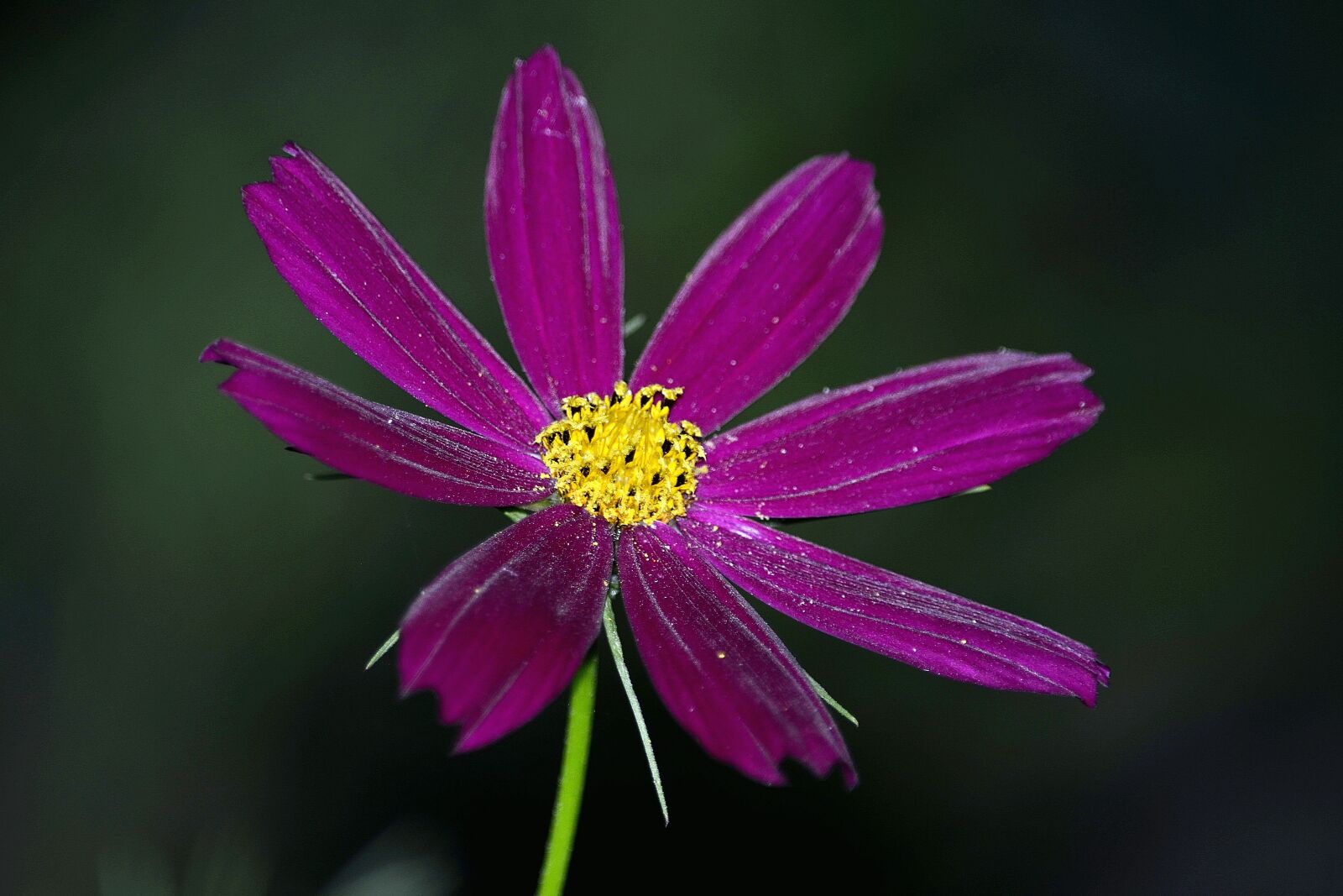 Nikon D5100 sample photo. Flowers, summer, macro photography