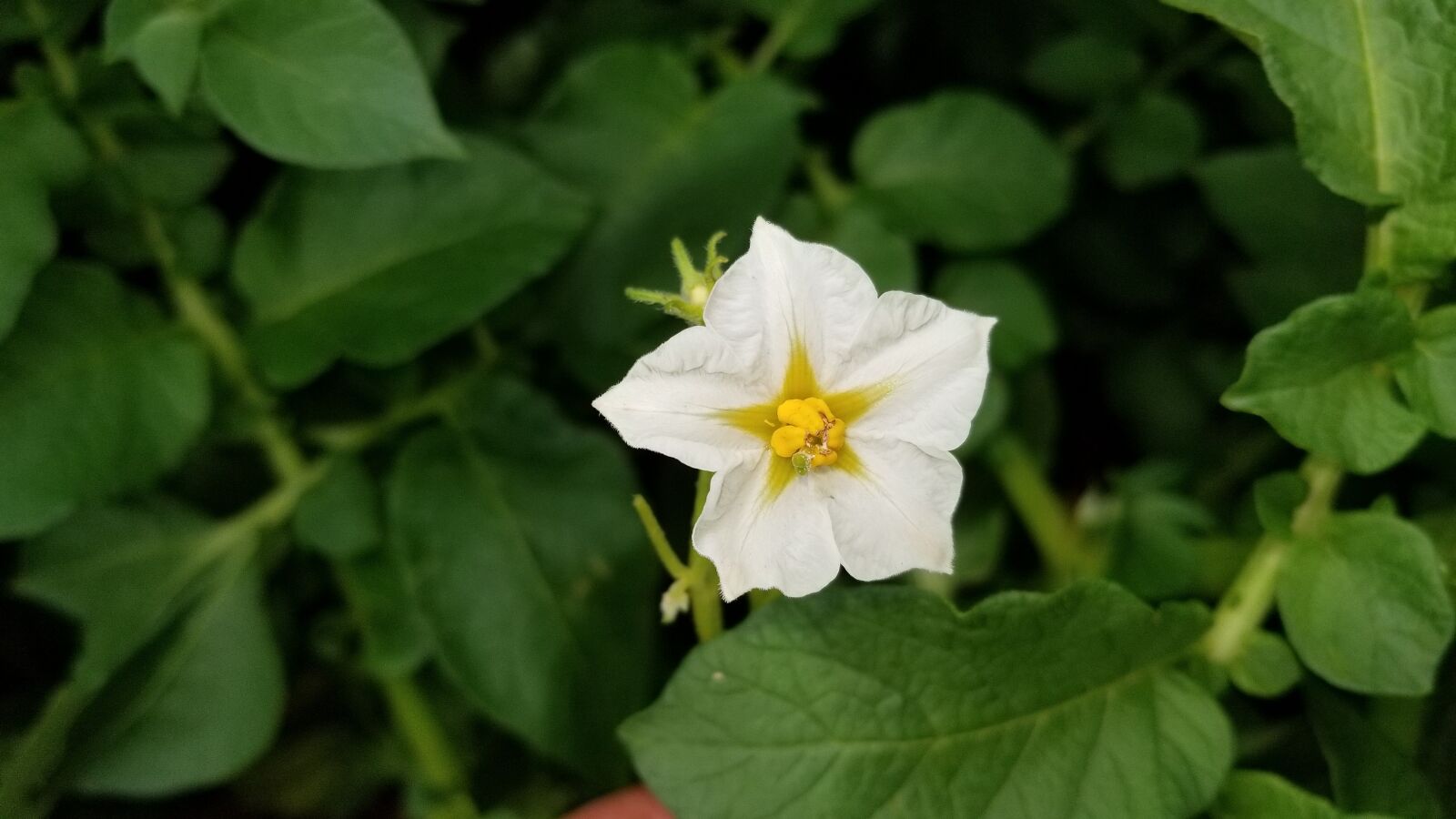 Samsung Galaxy S8 sample photo. Potato, flower, plant photography