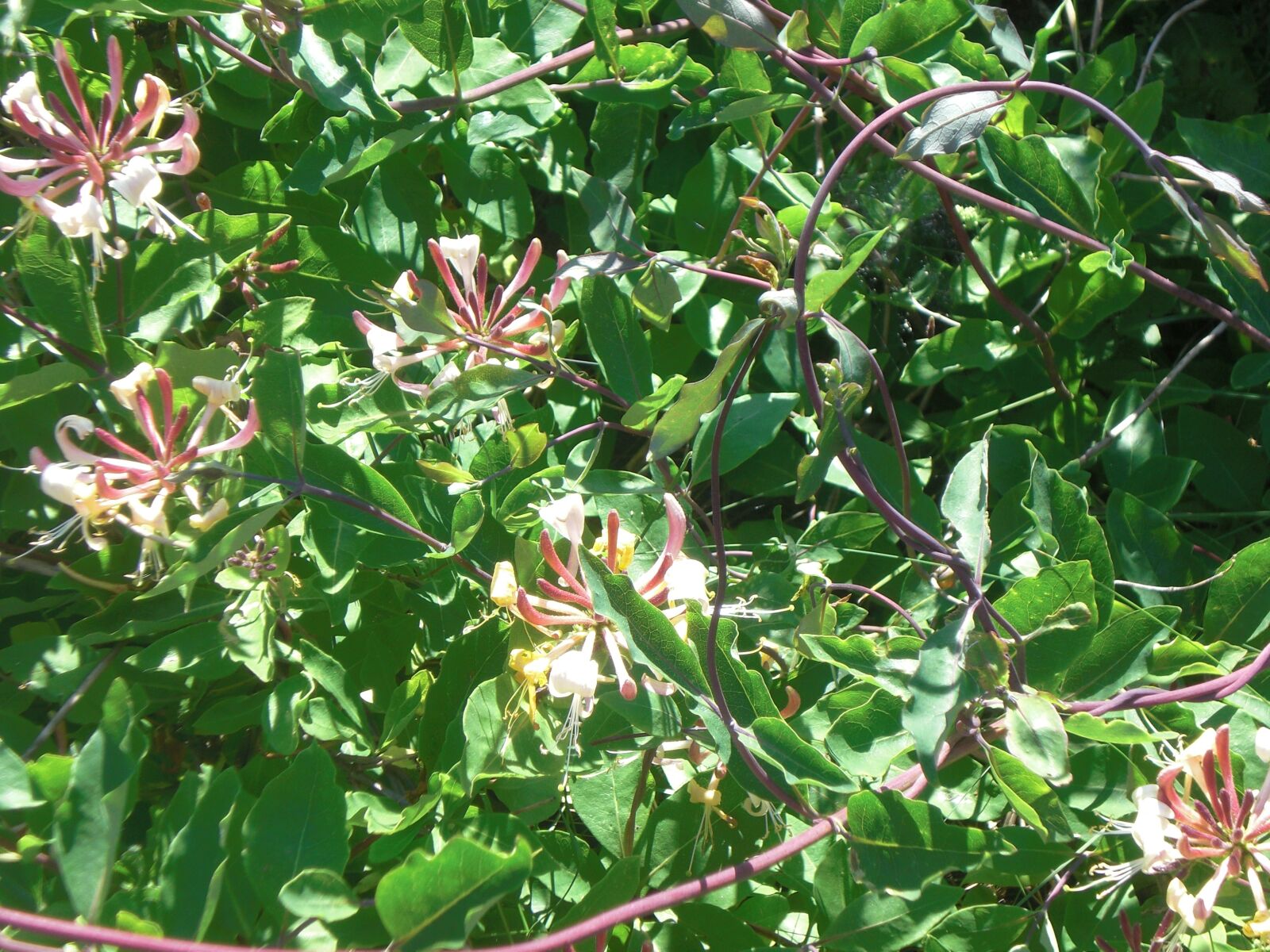 CASIO EX-Z80 sample photo. Honeysuckle, oerd, nature photography