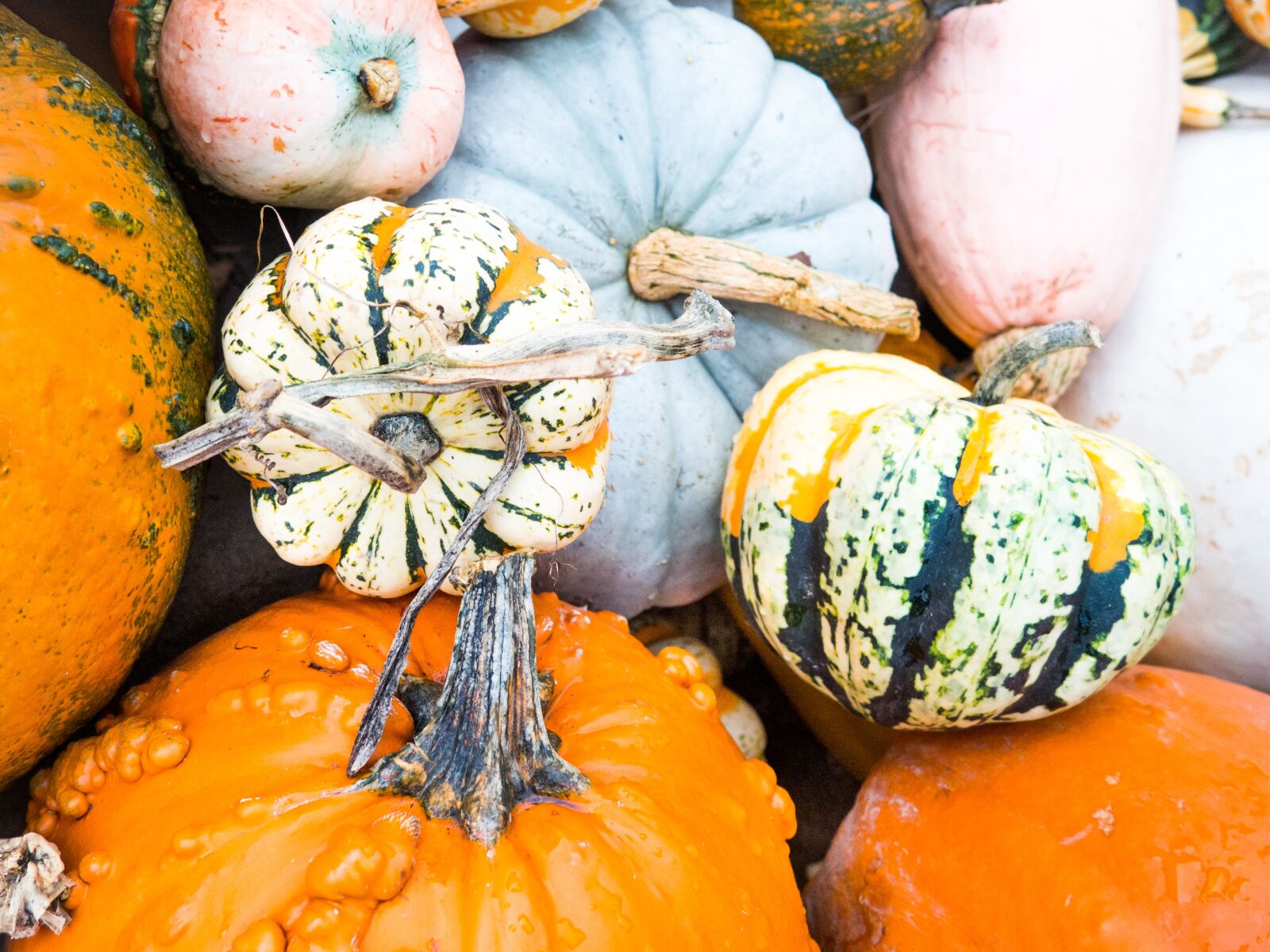 Olympus OM-D E-M10 sample photo. Pumpkins, halloween, fall photography
