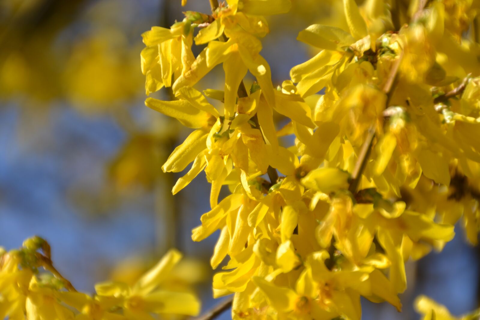 Nikon D3100 sample photo. Forsythia, flowers, spring photography
