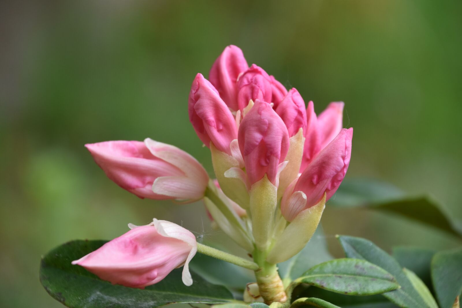 Nikon D5600 sample photo. Nature, flower, plant photography