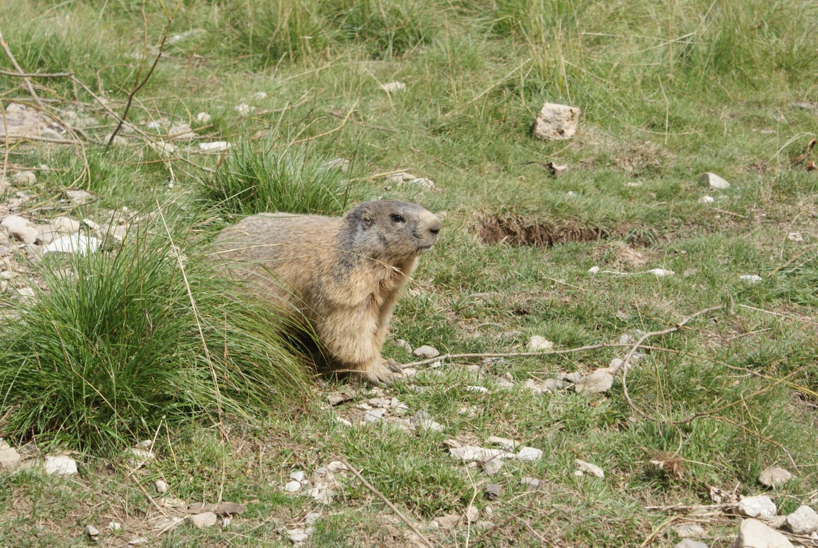 Sony Alpha DSLR-A200 sample photo. Marmot, fauna, nature photography
