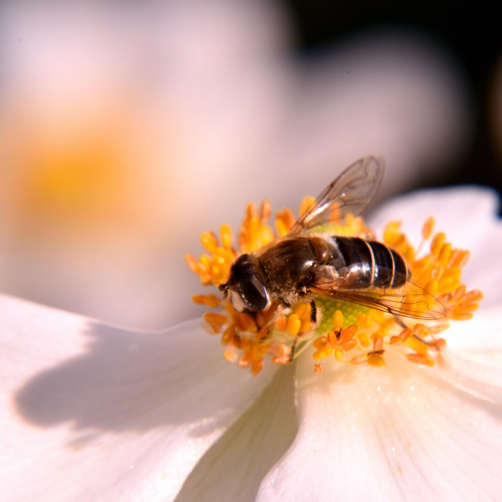 Nikon D5500 sample photo. Bee, blossom, bloom photography