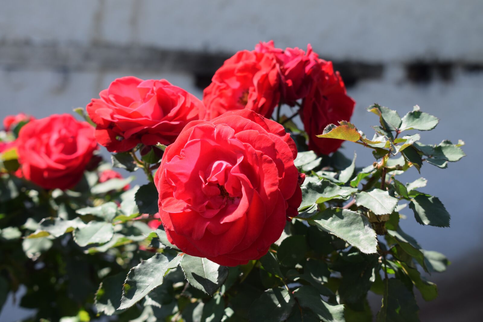 Nikon D5300 sample photo. Rose, red rose, romantic photography