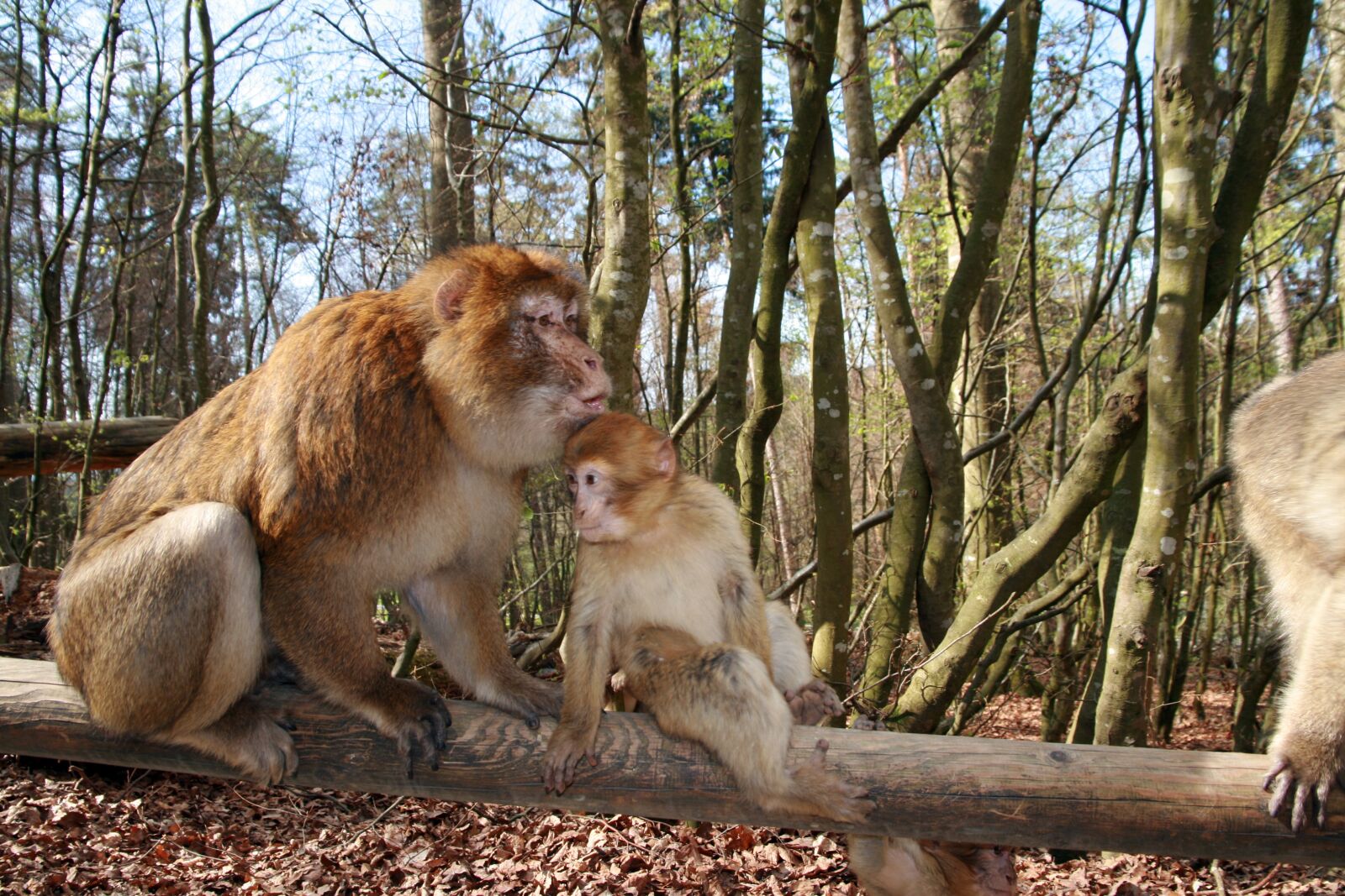 Canon EOS 400D (EOS Digital Rebel XTi / EOS Kiss Digital X) sample photo. Monkey, animal, forest photography