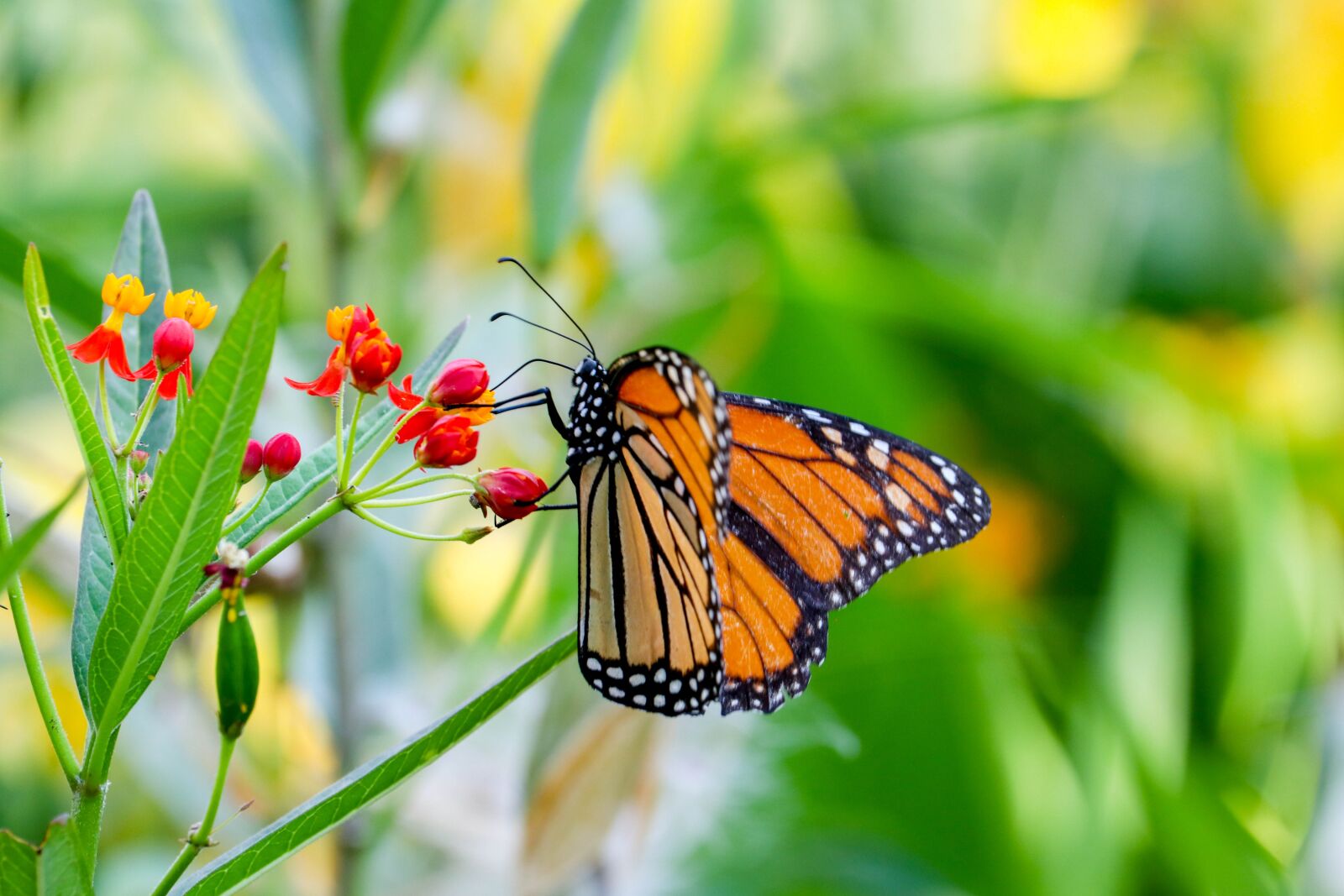 Canon EF-S 55-250mm F4-5.6 IS STM sample photo. Butterfly, insect, blossom photography
