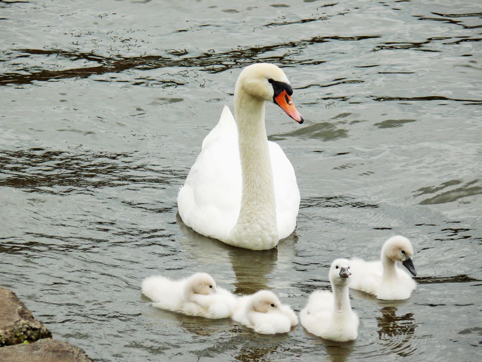 Leica V-LUX 1 sample photo. Young animals, swan, cygnet photography