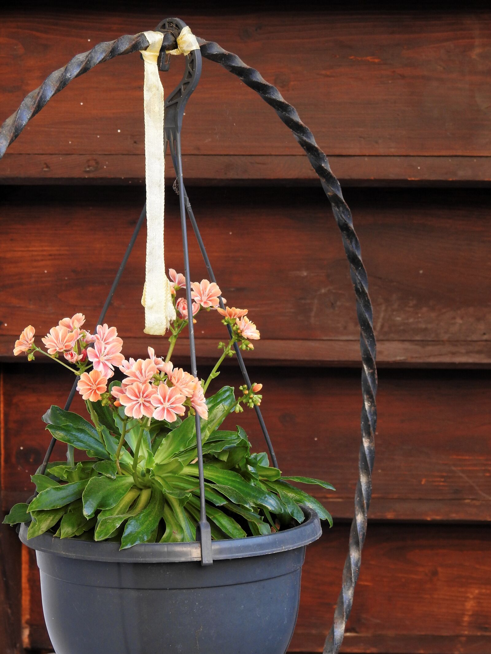 Nikon Coolpix P900 sample photo. Garden, flowers, flowerpot photography