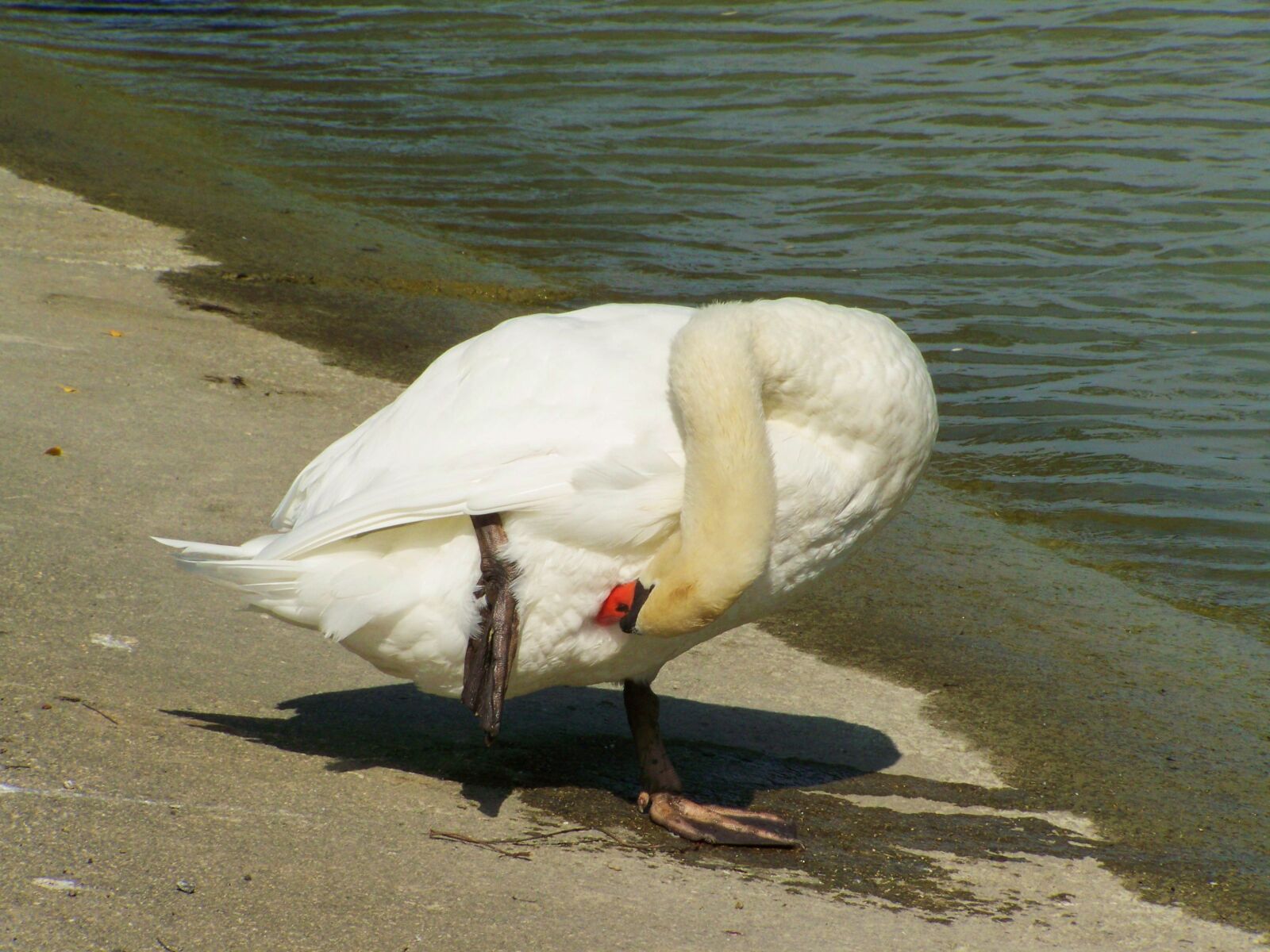 Kodak EASYSHARE ZD710 ZOOM DIGITAL CAMERA sample photo. Swan, preening, water bird photography