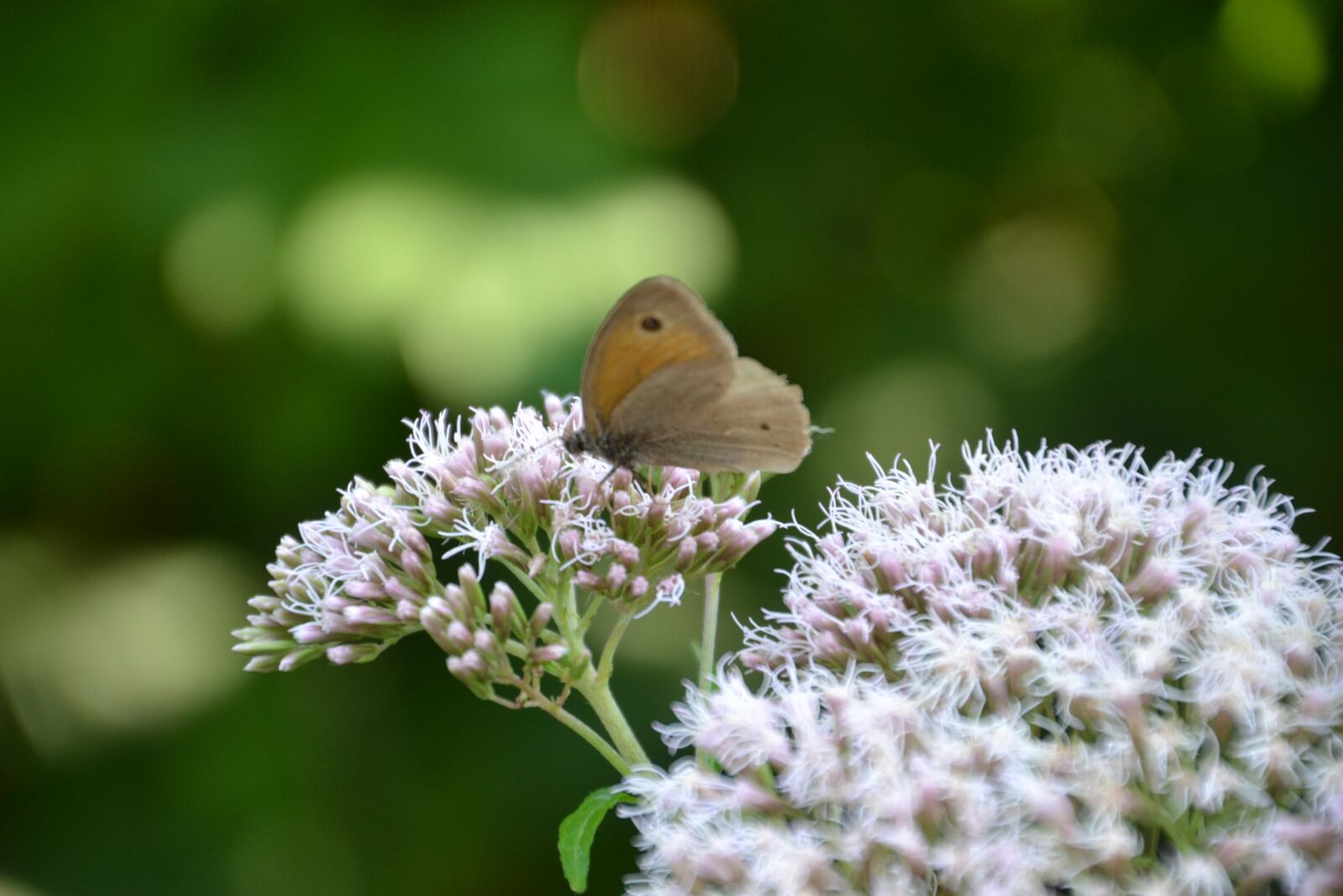 Nikon D3100 sample photo. Butterfly, insect, nature photography