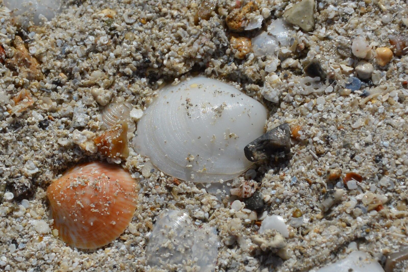 Nikon D3200 sample photo. Sand, mussels, stones photography