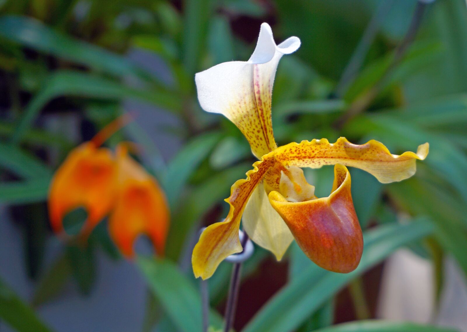 Sony E 16-50mm F3.5-5.6 PZ OSS sample photo. Show, flowers, orchid photography