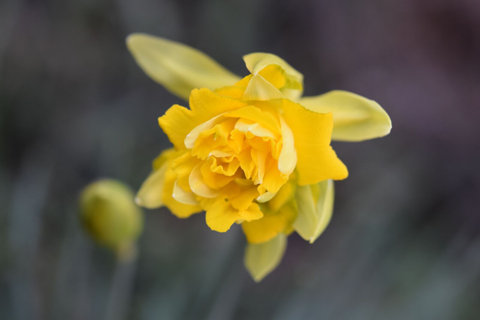 Nikon D5600 sample photo. Flowers, daffodil, narcissus photography