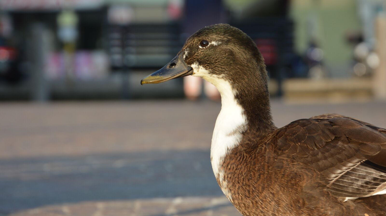 Nikon D7100 sample photo. Duck, beak, animal photography