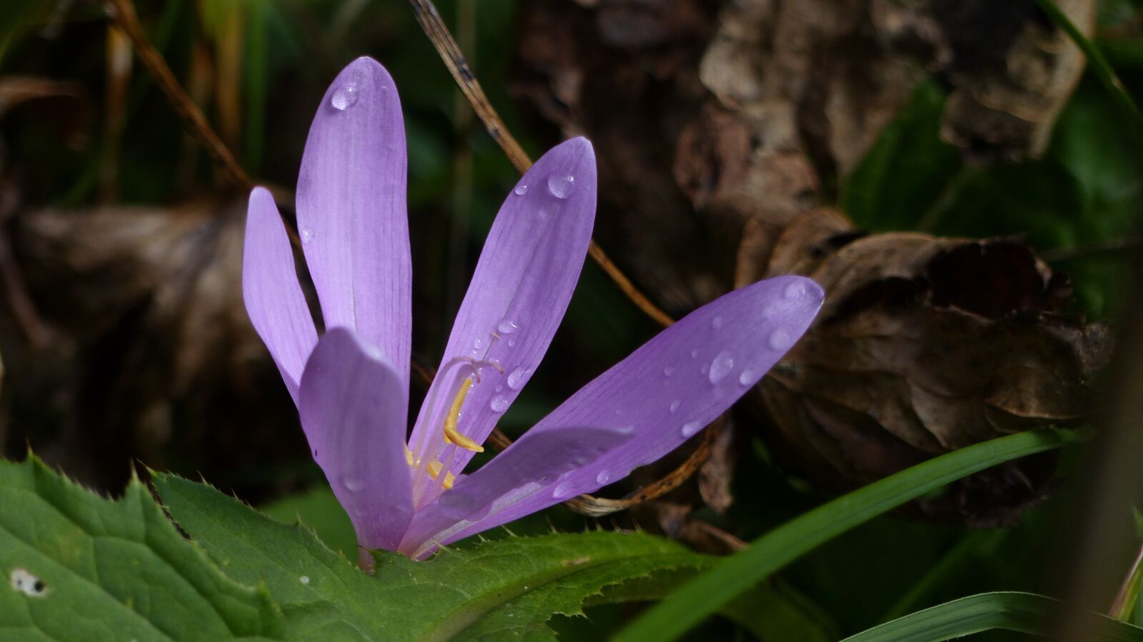 Panasonic Lumix DMC-FZ200 sample photo. Blossom, bloom, forest photography
