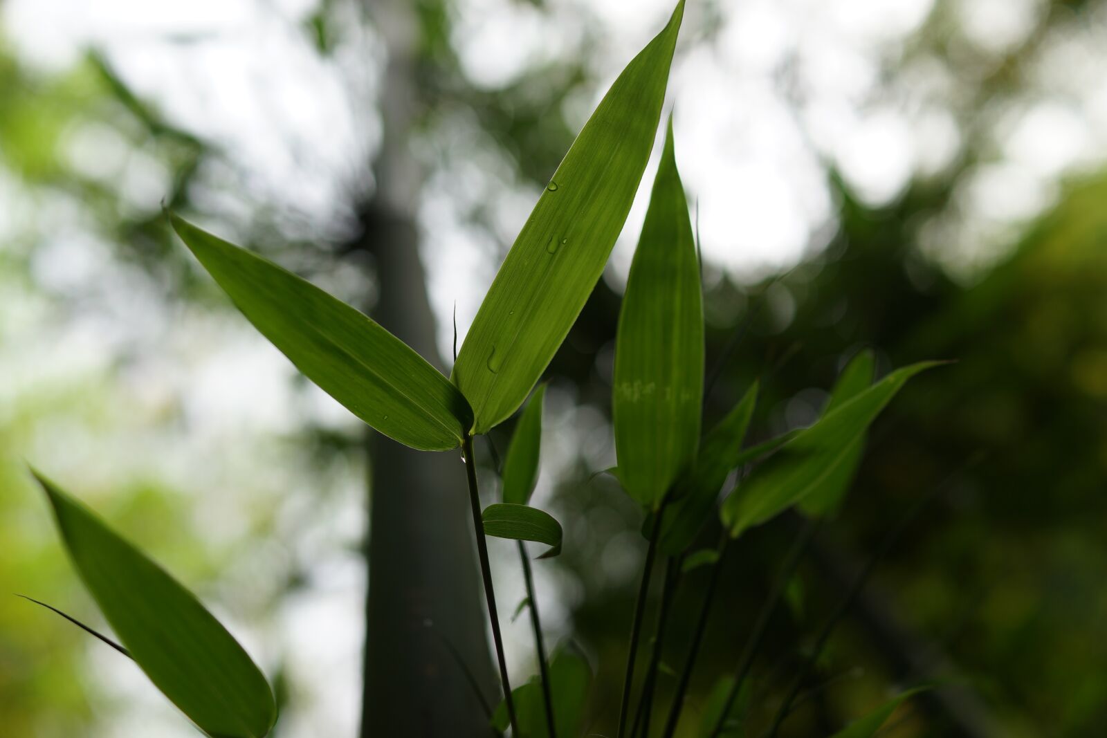 Sony Cyber-shot DSC-RX1R sample photo. Bamboo, shoot, three gorges photography