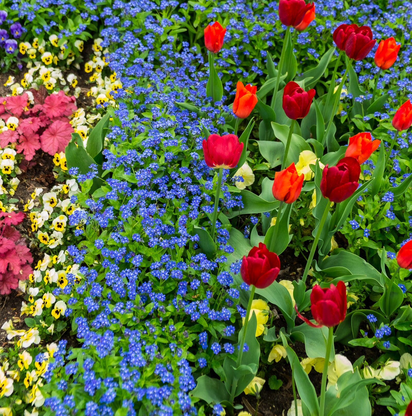 Fujifilm X-E1 sample photo. Flowers, tulips, plant photography