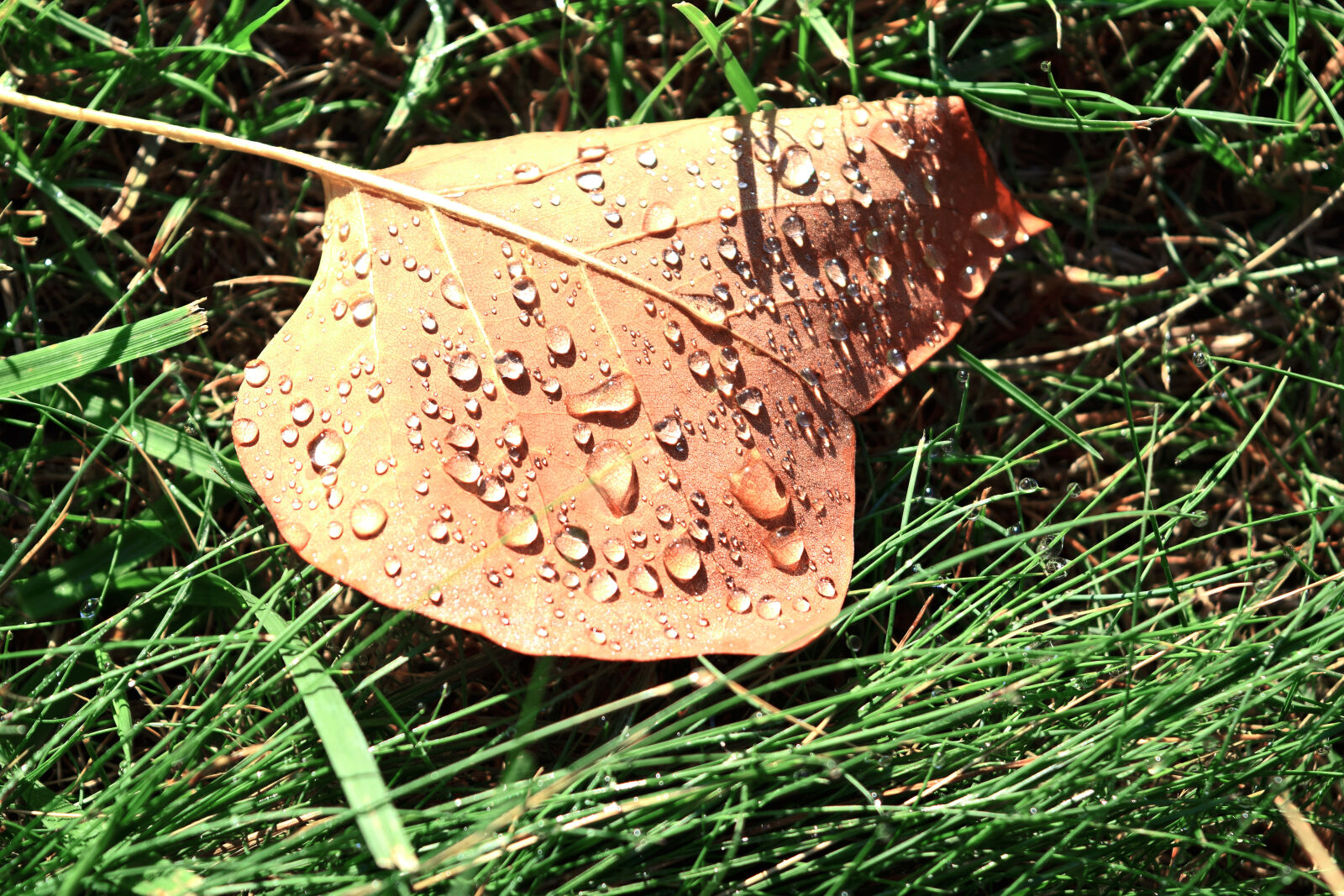 Nikon D3300 sample photo. Dew, grass, leaf, morning photography