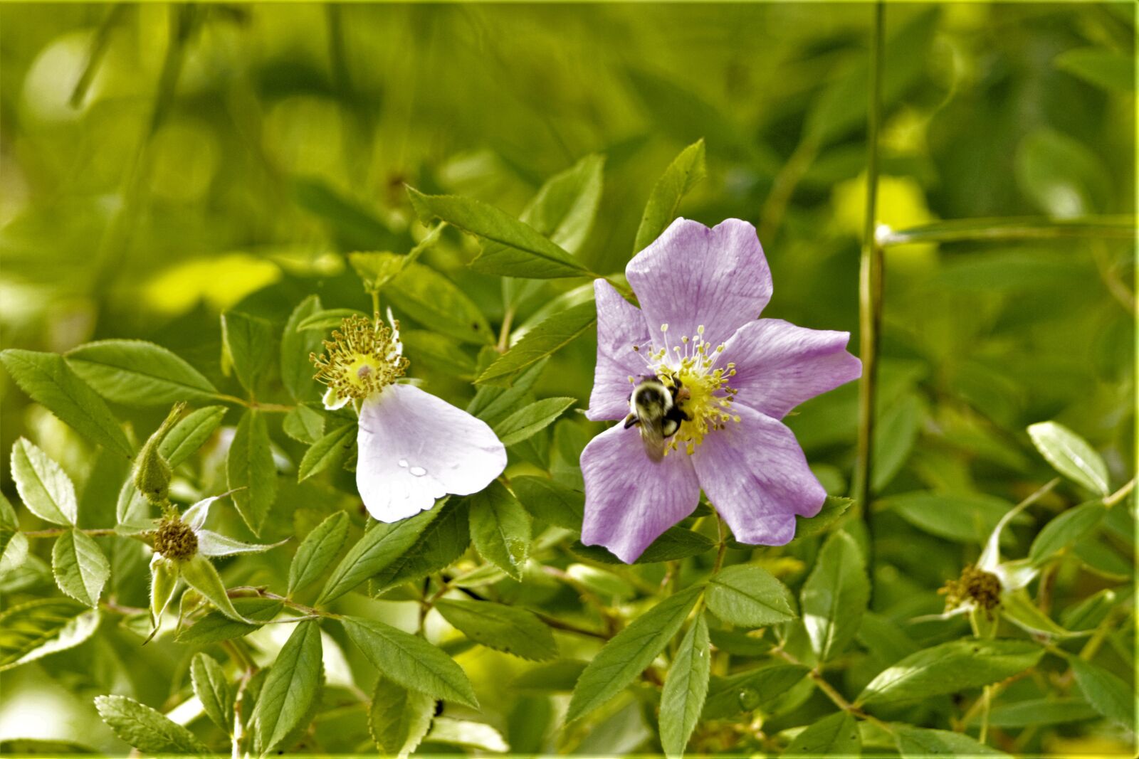 Nikon D7100 sample photo. Bumble bee, on a photography