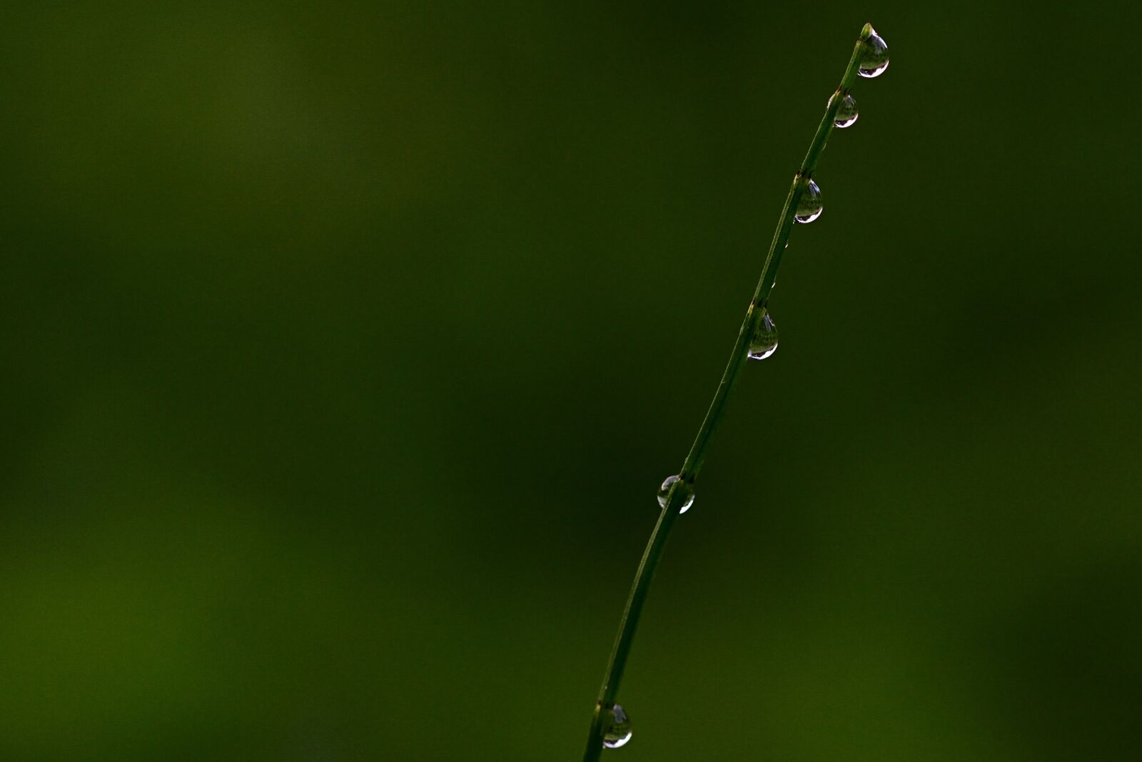 Nikon D5200 sample photo. Drop of water, dewdrop photography