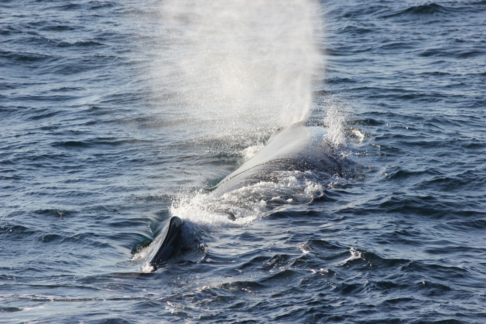 Canon EOS 550D (EOS Rebel T2i / EOS Kiss X4) sample photo. Andenes, norway, arctic circle photography