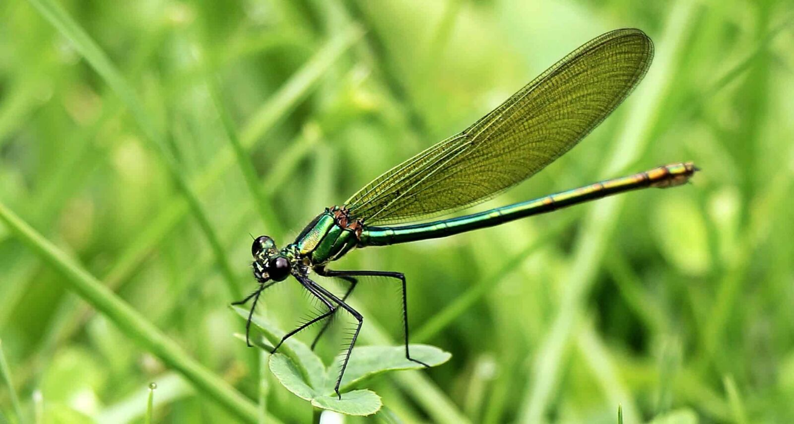 Canon EOS 550D (EOS Rebel T2i / EOS Kiss X4) sample photo. Dragonfly, arthropod, summer, nature photography